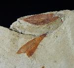 Zelkova zelkovifolia (UNGER 1843) & Daphnogene polymorpha ETTING - Bild © FossNet FossilienStore